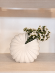 Caracol Blanco